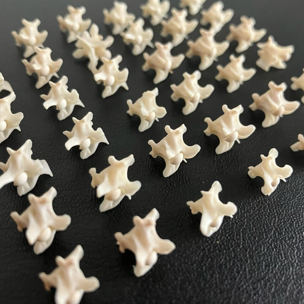 ハブの骨と淡水パールの耳飾り